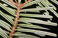 grand fir needles.JPG