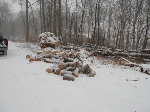 Jan. cutting 006.jpg