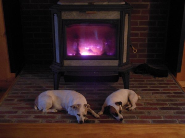 Benny and the woodstove , Plus wheatgrass 016.JPG