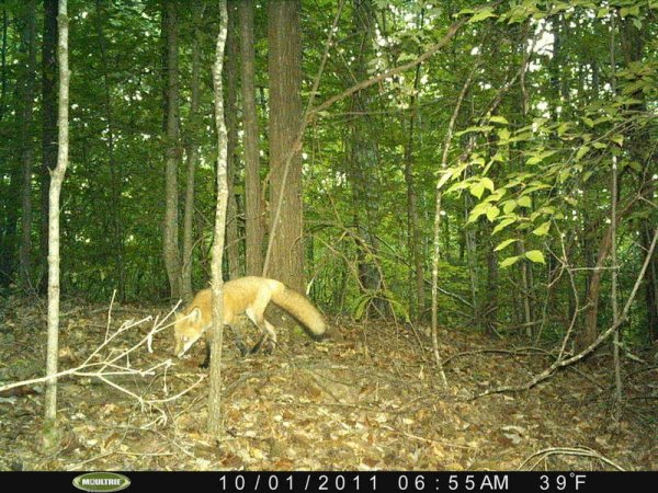 trail camera 014.JPG