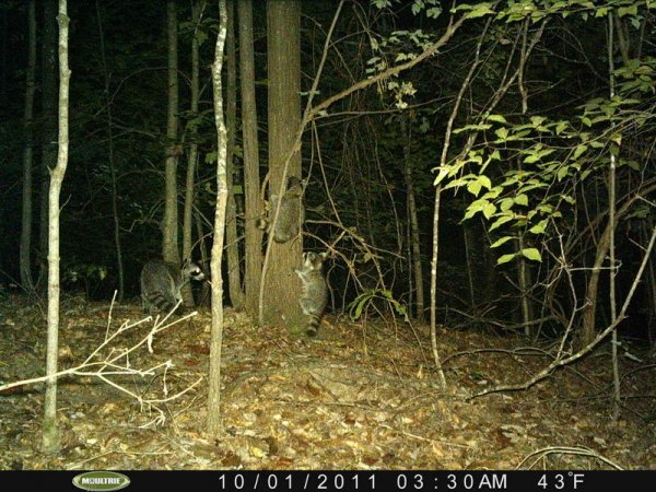 trail camera 013.JPG