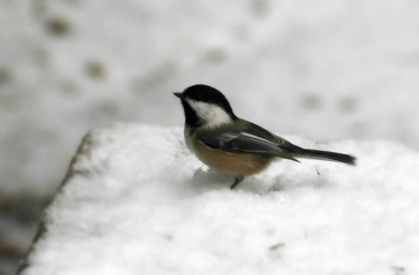 chrissy's pics. 11.jpg