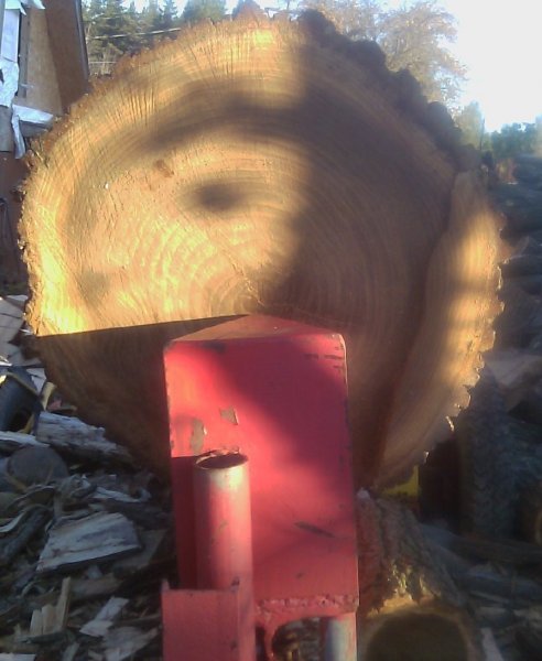 101910 Elm waiting on splitter (1).jpg