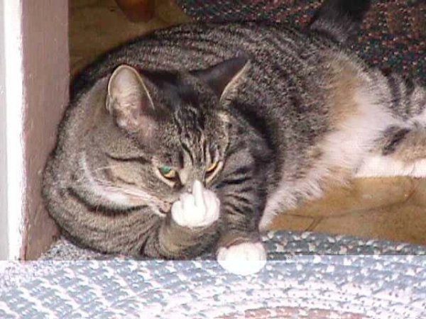 image.jpg