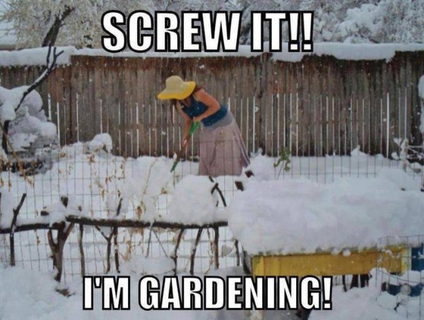 snow garden.jpg