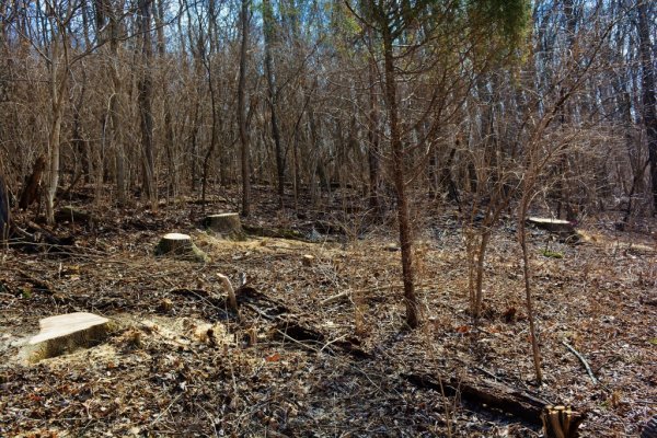 $ as trees 004 (1024x683) (1024x683).jpg