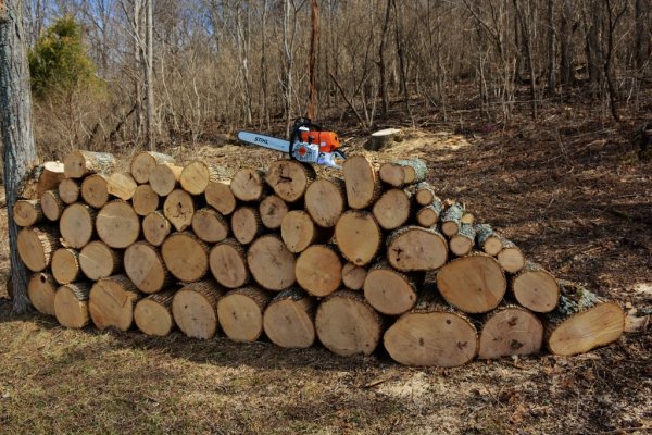 $ as trees 005 (1024x683).jpg