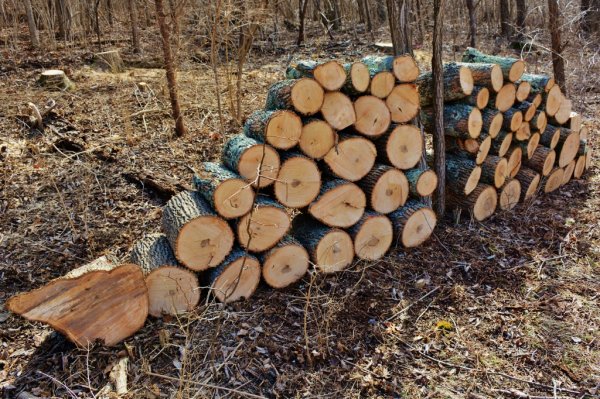 $ as trees 003 (1024x682).jpg