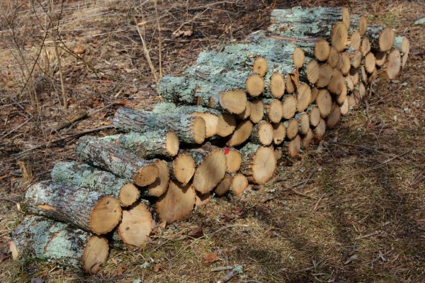 $ as trees 008 (1024x684).jpg