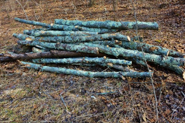 $ as trees 007 (1024x683).jpg