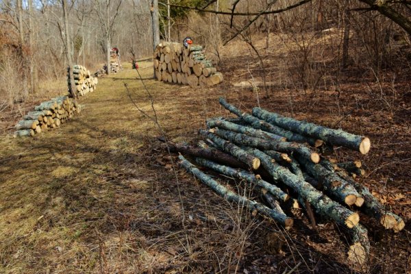 $ as trees 006 (1024x683).jpg