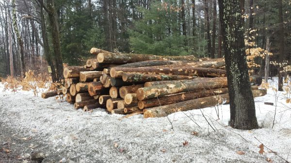 20150317_122855_resized_log pile.jpg