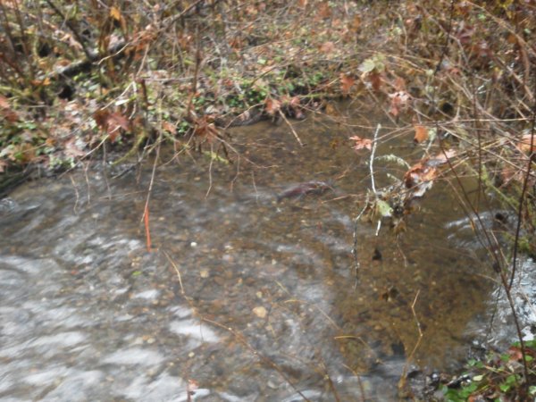 salmon in creek 226.jpg