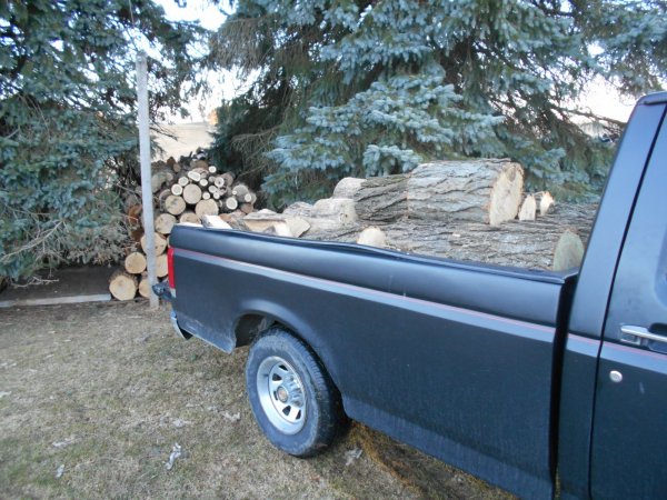 march 31 Locust 001.jpg