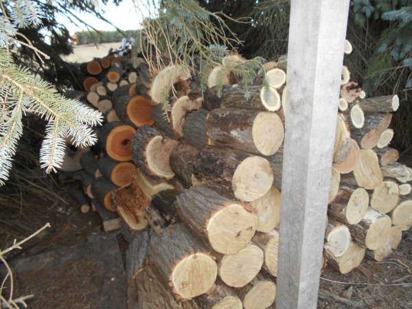 march 31 Locust 003.jpg