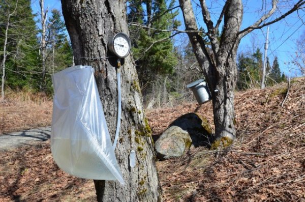 maple-tapping-bag-640x424[1].jpg