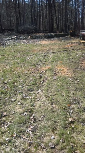 Woods5.jpg
