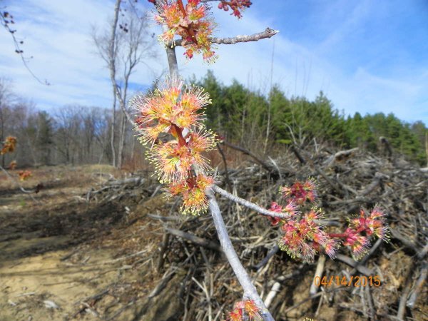 Maple flowering-a.JPG