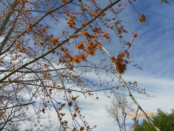 Maple flowering-b.JPG