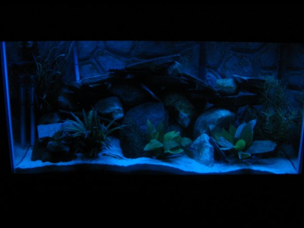 90 gallon pics 009.jpg
