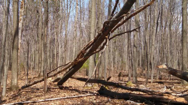 IMG_20150502_132520_011[1].jpg