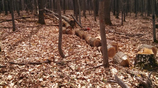 IMG_20150503_132443_208[1].jpg