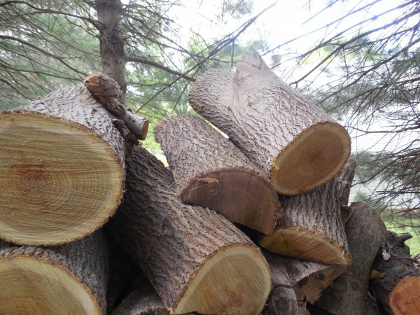 new wood 002.JPG