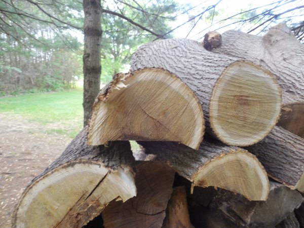 new wood 001.JPG