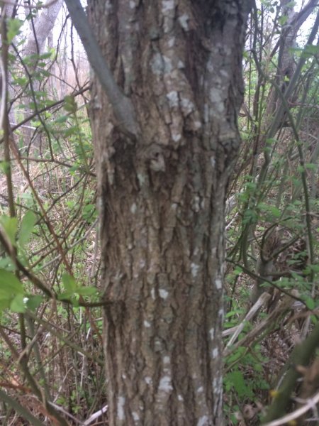 Bark_resize.JPG