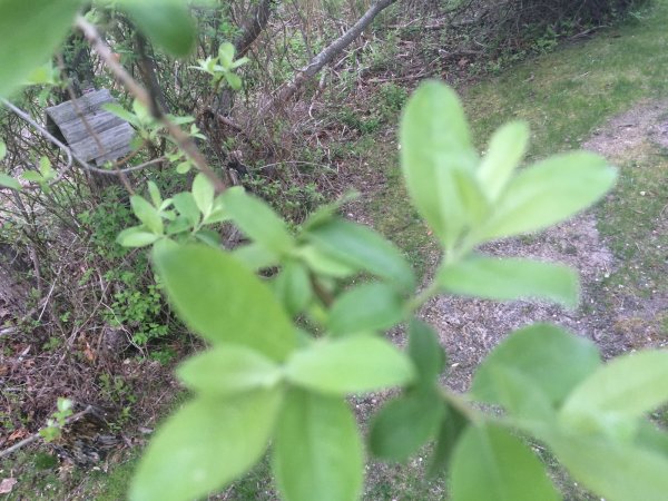 New Leaves_resize.JPG