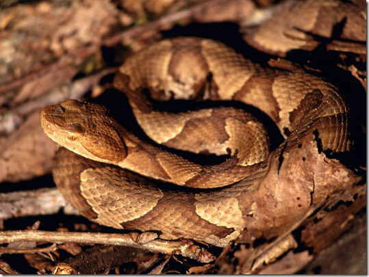 copperhead20fall20creek20falls20state20park20tennessee_thumb.jpg