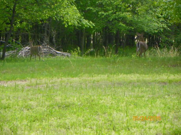 Deer by split pile.JPG