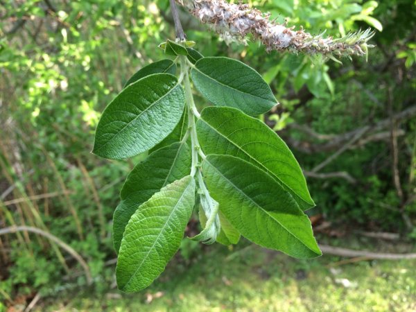 Leaves_resize.JPG