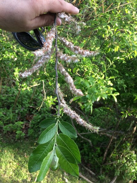 cotton and leaves_resize.JPG