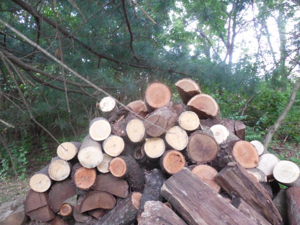 firewood score 2.JPG