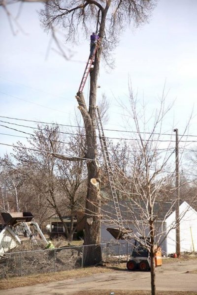 Tree Removal Darwin Award.jpg