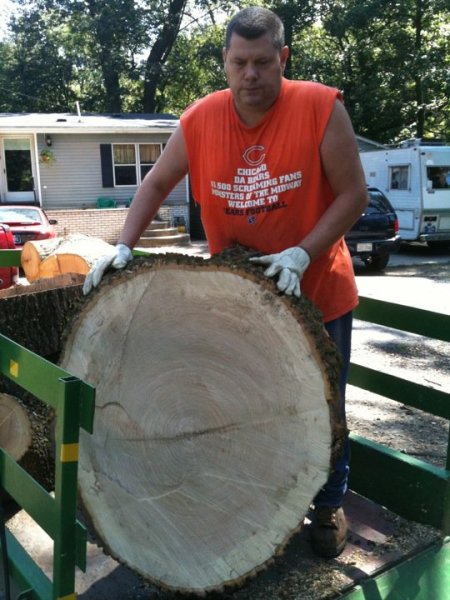pin oak.jpg