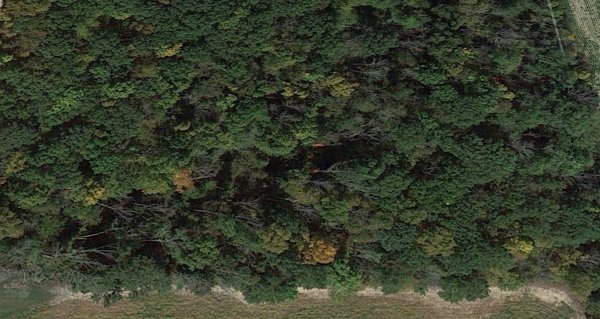 Bob's woods.jpg