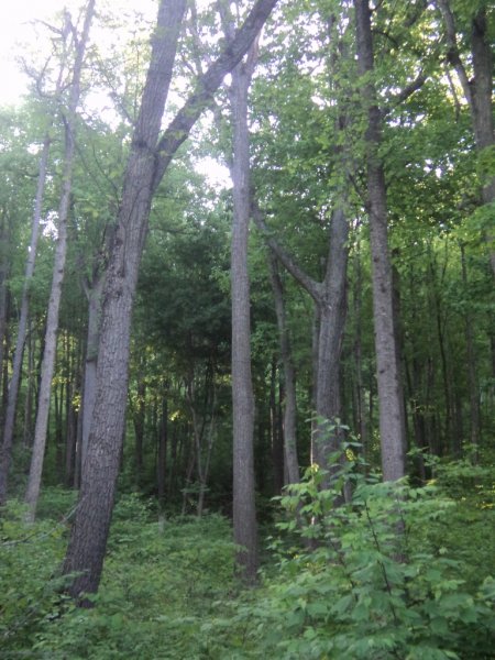 DSC05705 (768x1024).jpg