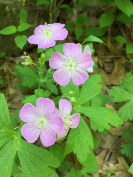 road_flowers.jpg