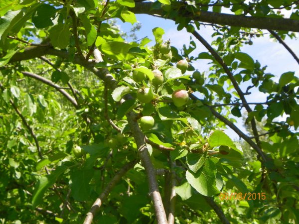 Apples 6-8-2015a.JPG