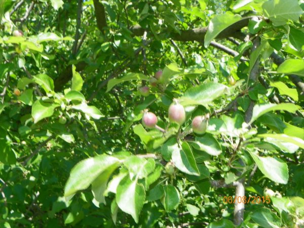 Apples 6-8-2015b.JPG