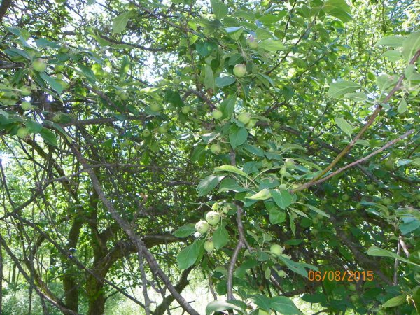 Apples 6-8-2015c.JPG