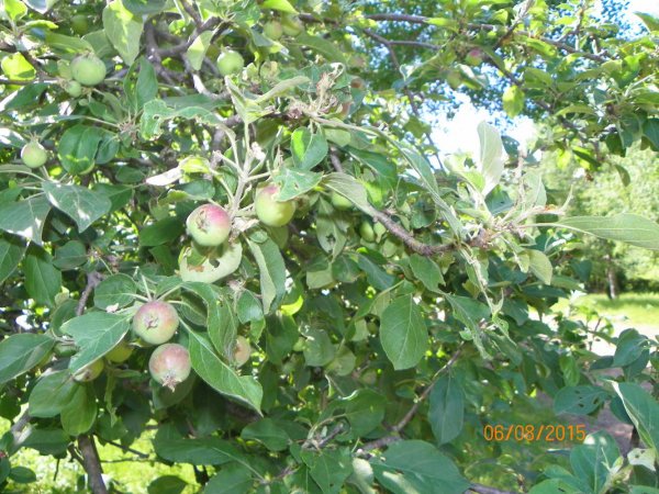 Apples 6-8-2015d.JPG
