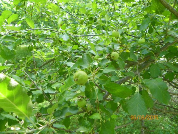 Apples 6-8-2015e.JPG