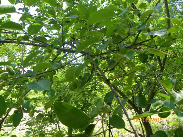 Apples 6-8-2015f.JPG