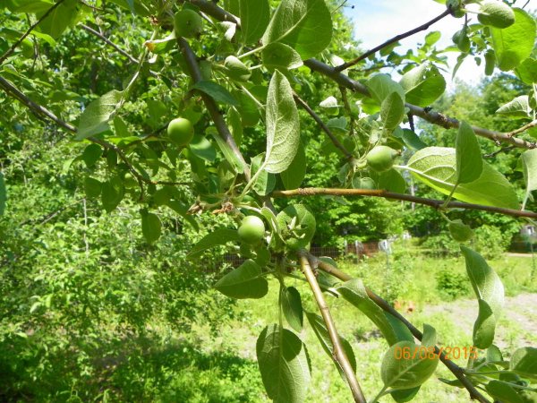 Apples 6-8-2015g.JPG