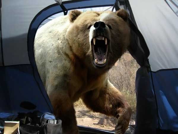 bear-in-tent.jpg