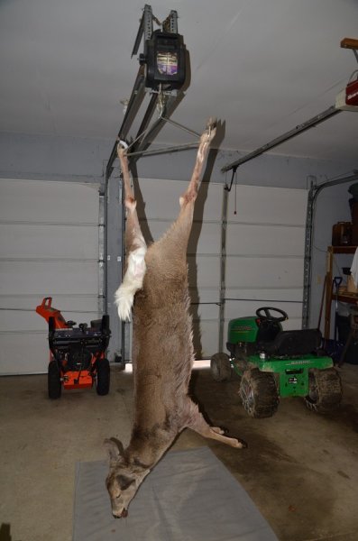 doe.jpg