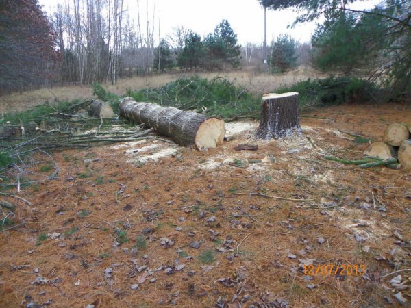 White pine at Lyle's-1.JPG